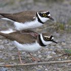 Liebesspiel....Flussregenpfeifer Wildlife