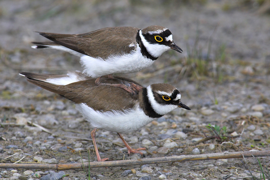 Liebesspiel....Flussregenpfeifer Wildlife