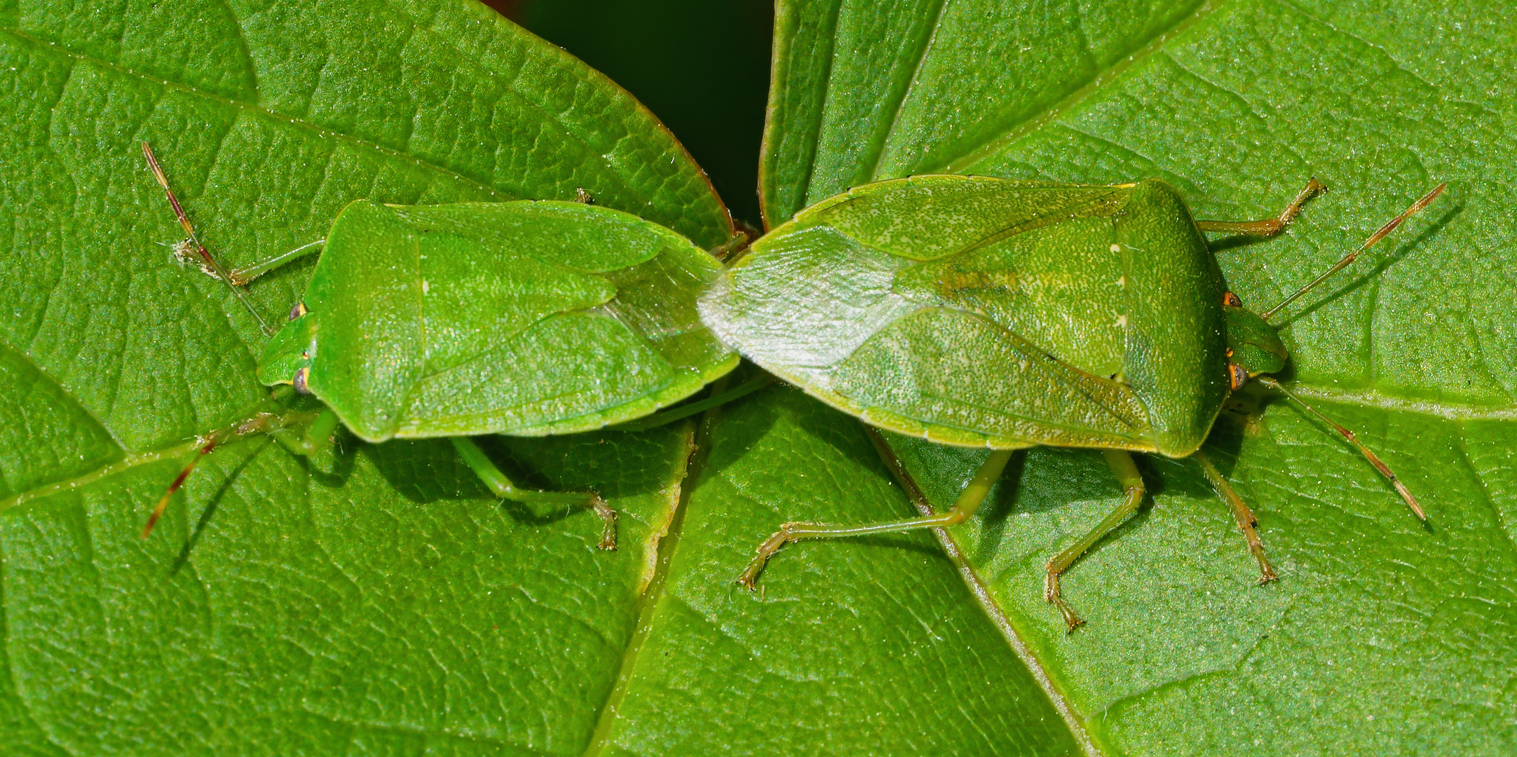 LIEBESSZENE AUF EINEM BLATT