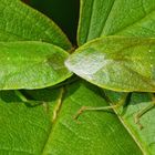 LIEBESSZENE AUF EINEM BLATT