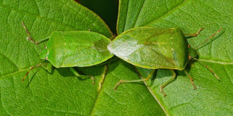 LIEBESSZENE AUF EINEM BLATT