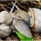 Liebestanz der Weinbergschnecken