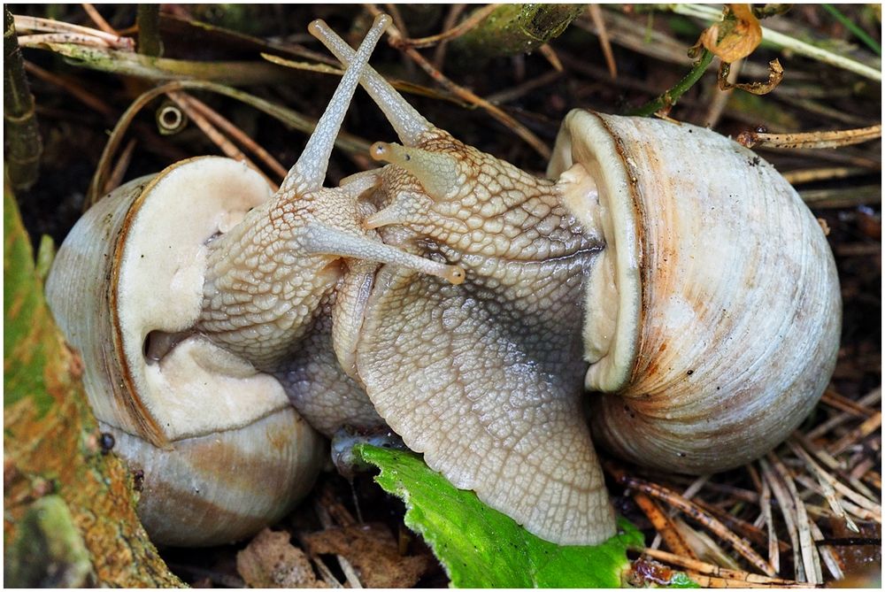 Liebestanz der Weinbergschnecken