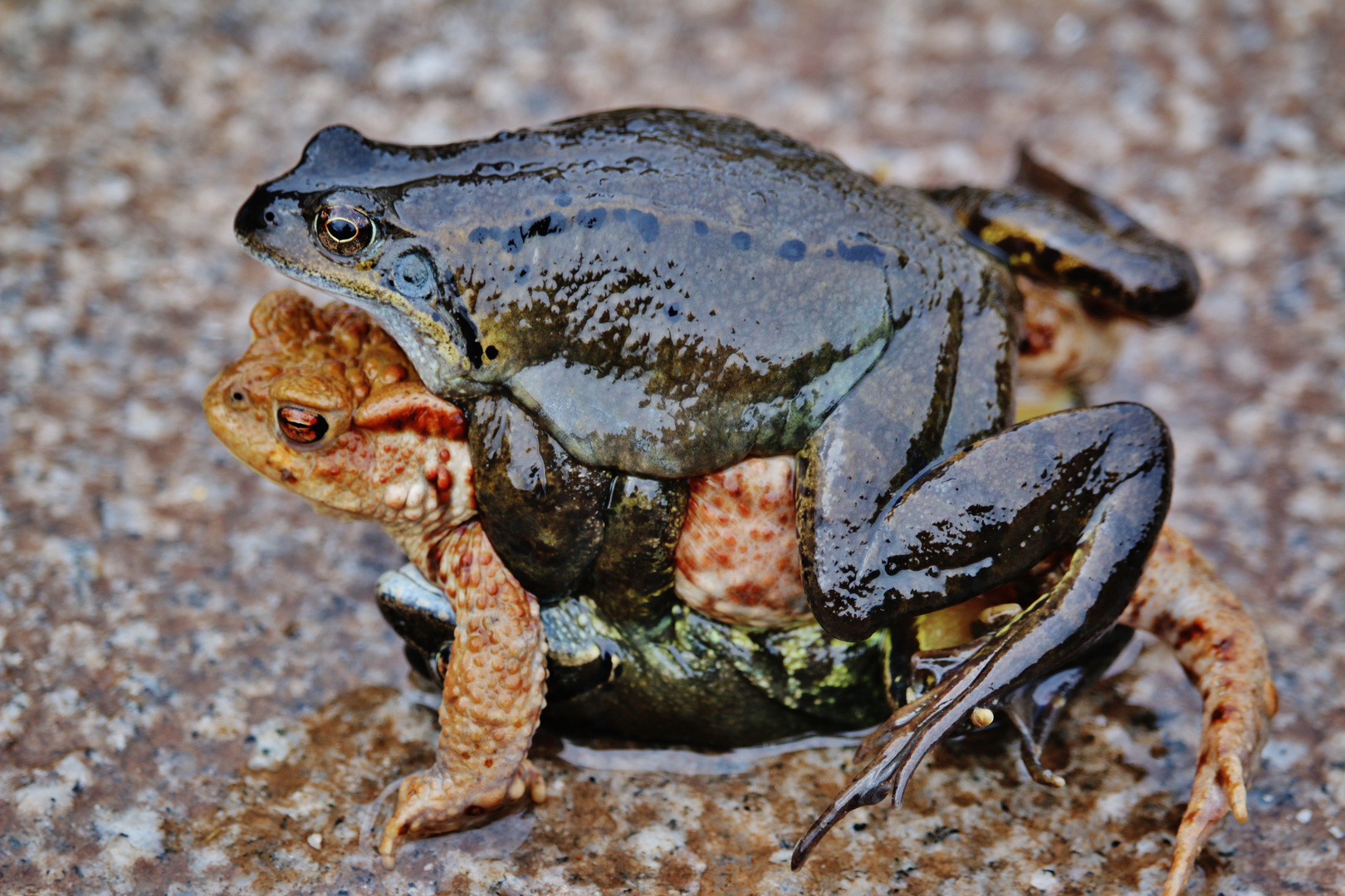 Liebestolle Froschmänner ( klassische Fehlpaarung )