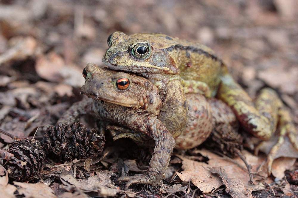 liebestoller Fehlgriff der Natur