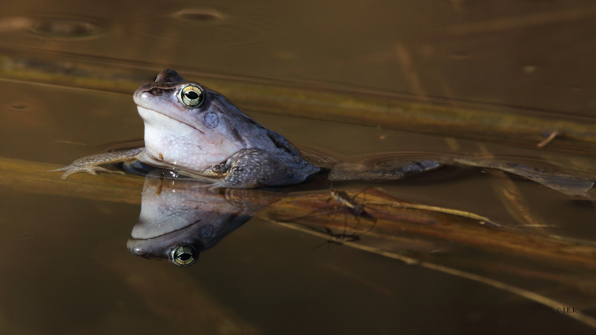 "liebestoller Moorfrosch"