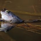 "liebestoller Moorfrosch"