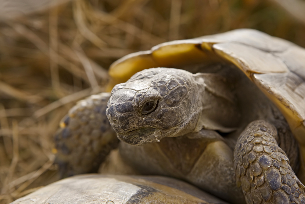 liebestoller Schildkrötenmann