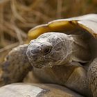 liebestoller Schildkrötenmann