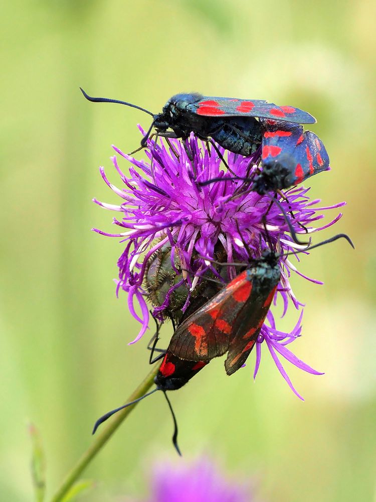 Liebesträume auf  der Flockenblume