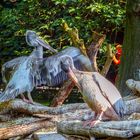 Liebeswerben bei den Pelikanen