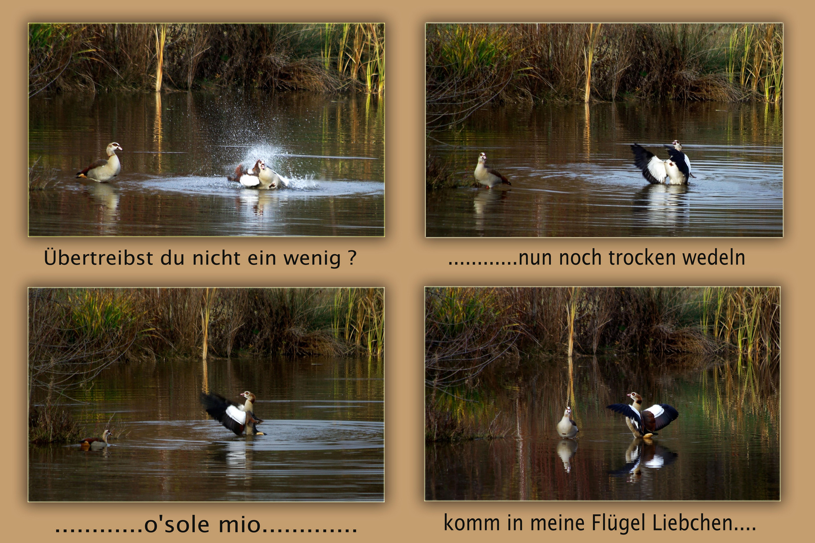 Liebeswerben eines Nilgänserichs.......( 1 )