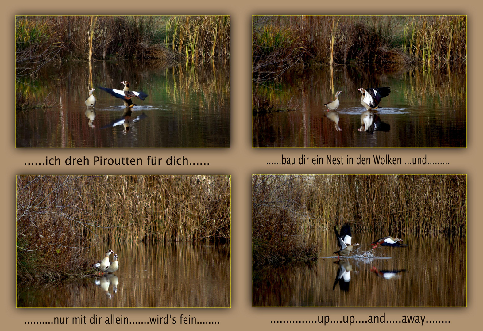 Liebeswerben eines Nilgänserichs.......( 2 )