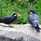 Liebeswerben mit Futterangebot - leider lange Zeit vergeblich - Zoo Krefeld