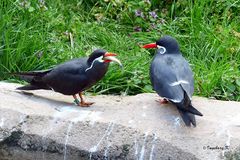 Liebeswerben mit Futterangebot - leider lange Zeit vergeblich - Zoo Krefeld