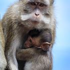 Liebevolle Affenmutter mit ängslichem (oder schüchternem) Kind