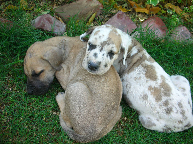 liebevolle Siesta