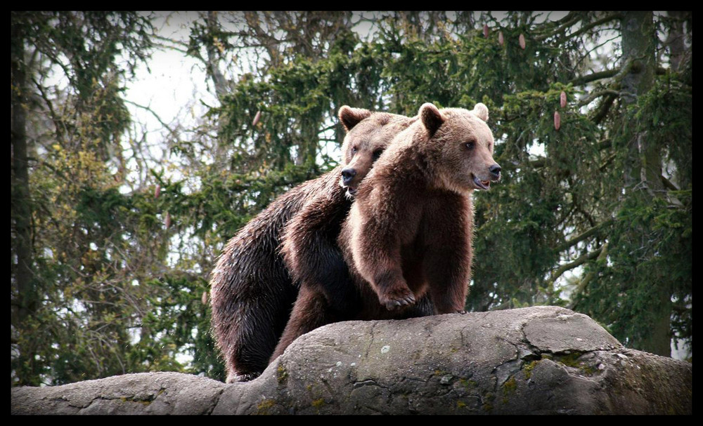 LiebhabBär