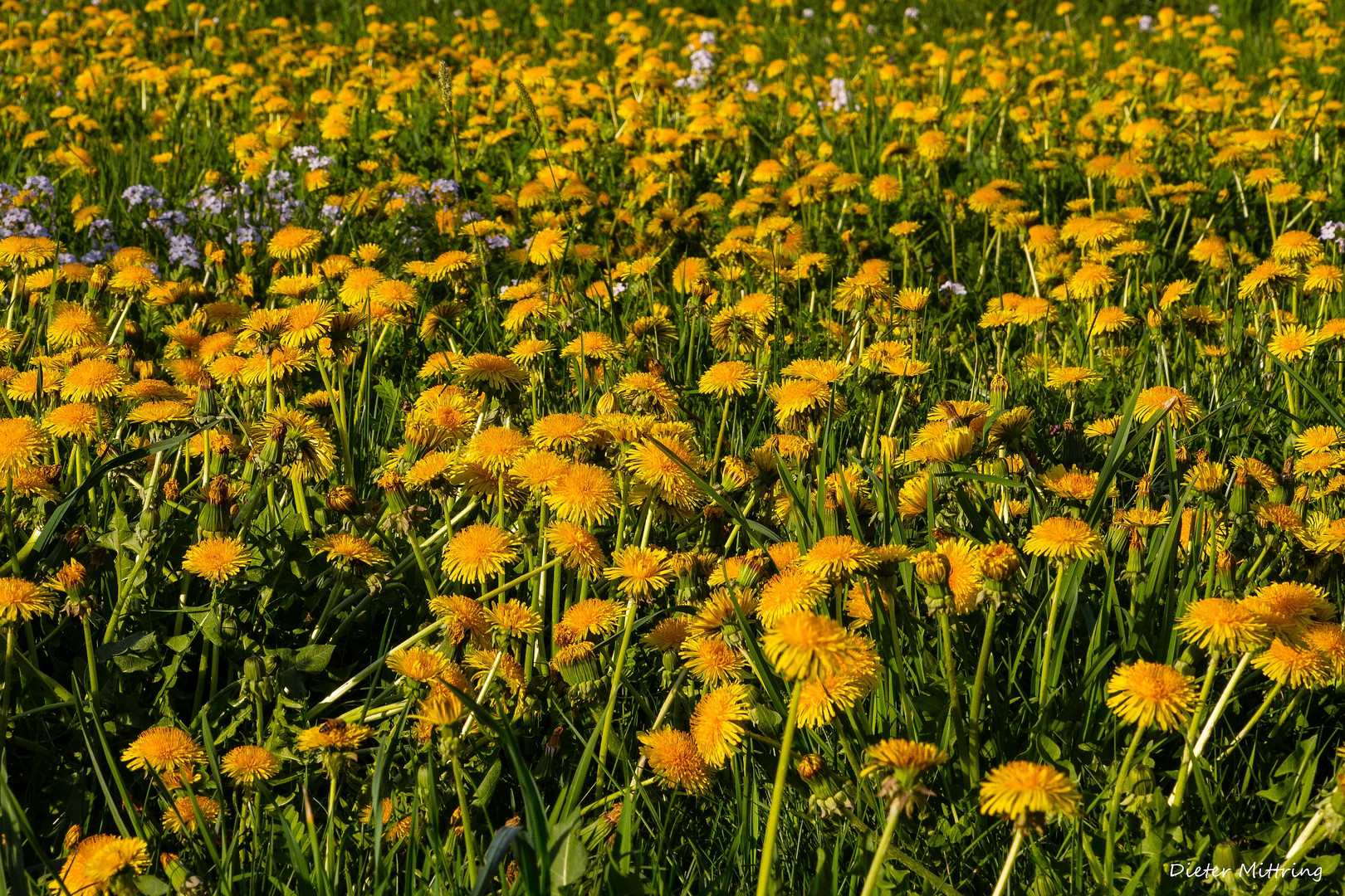 "Liebhaber des gepflegten englischen Rasens..." Foto & Bild natur