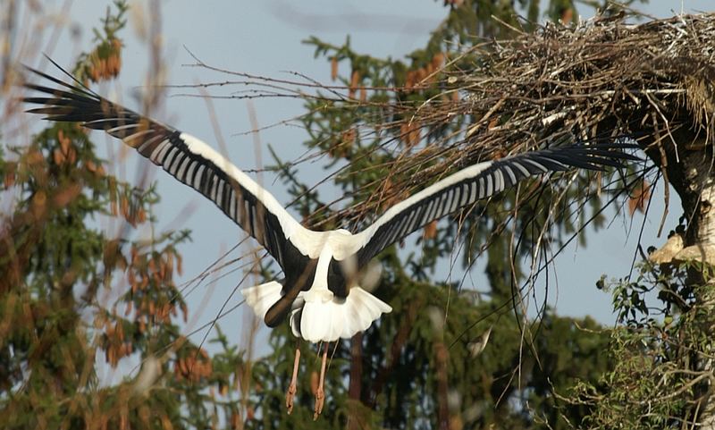 Liebhaber im Anflug ;)