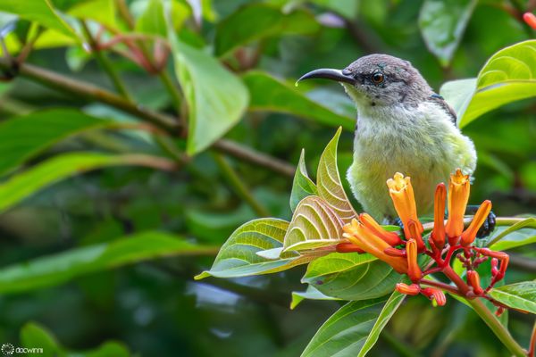 Liebhaberin der süßen Säfte