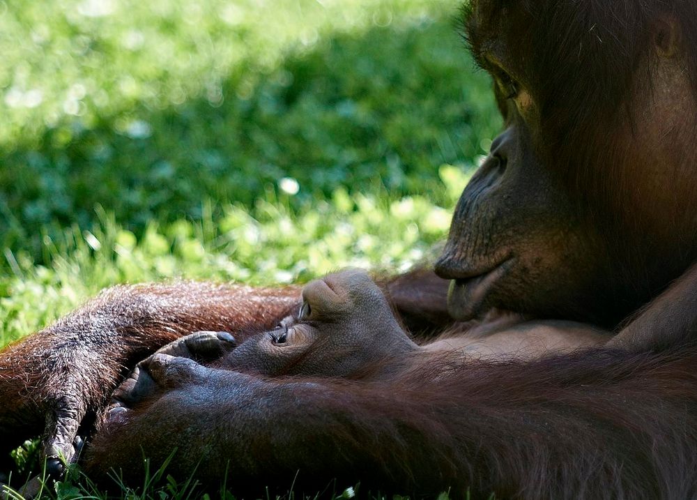 Froschaugen und Bokehkreise I Foto & Bild  nah- & makro, tiere, zoo,  wildpark & falknerei Bilder auf fotocommunity