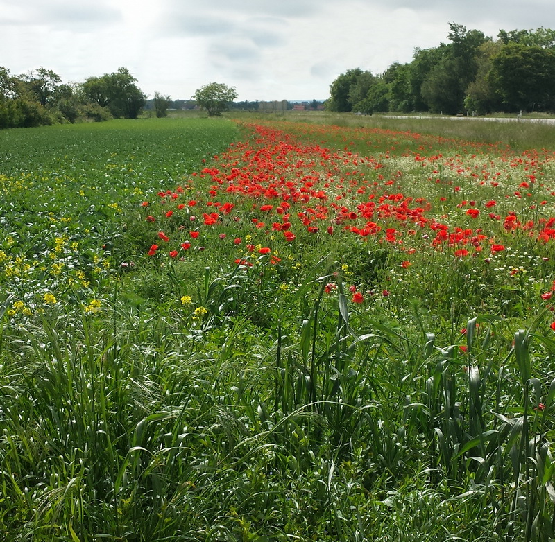 Liebliche Mohnblumen