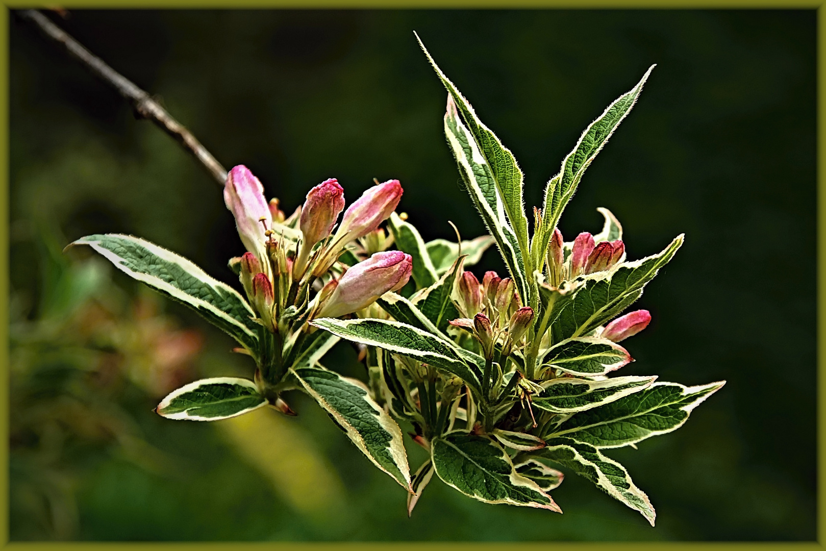 Liebliche Weigelie (Weigela florida) Foto & Bild pflanzen, pilze