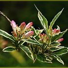 Liebliche Weigelie (Weigela florida)