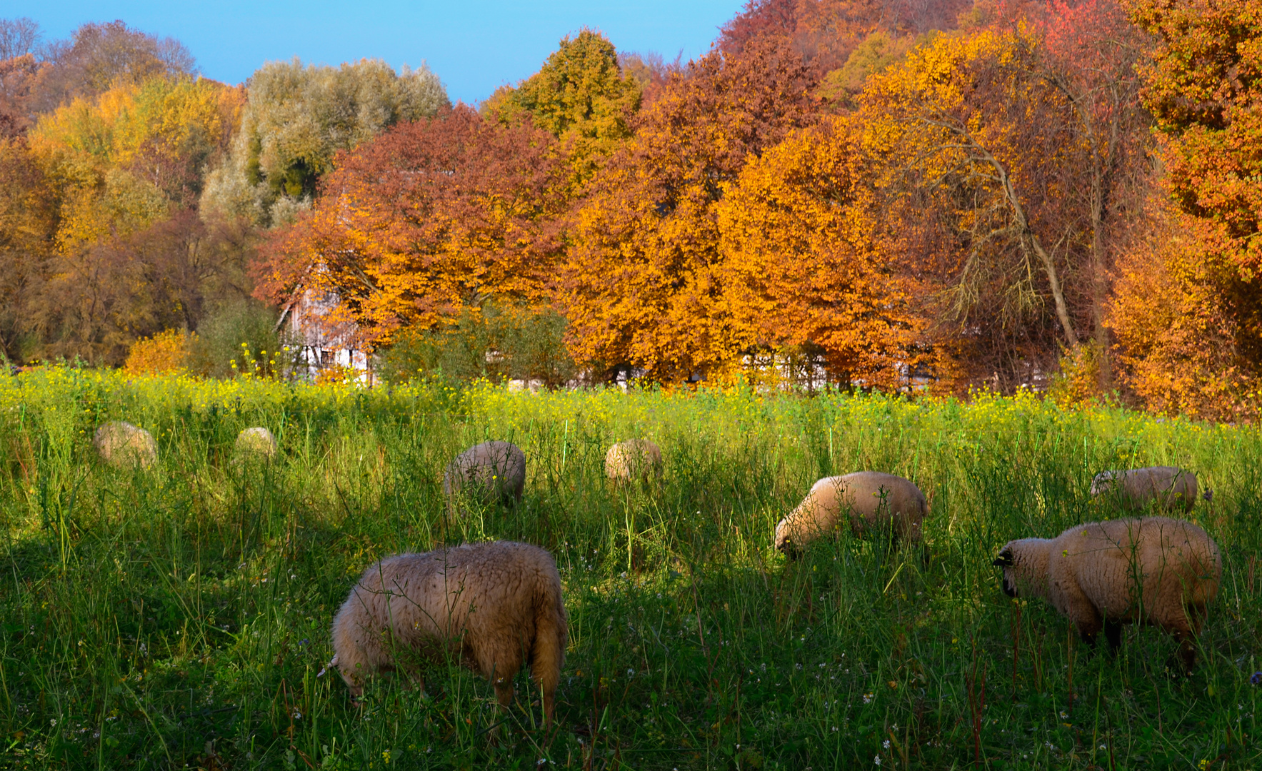 Lieblicher Herbst