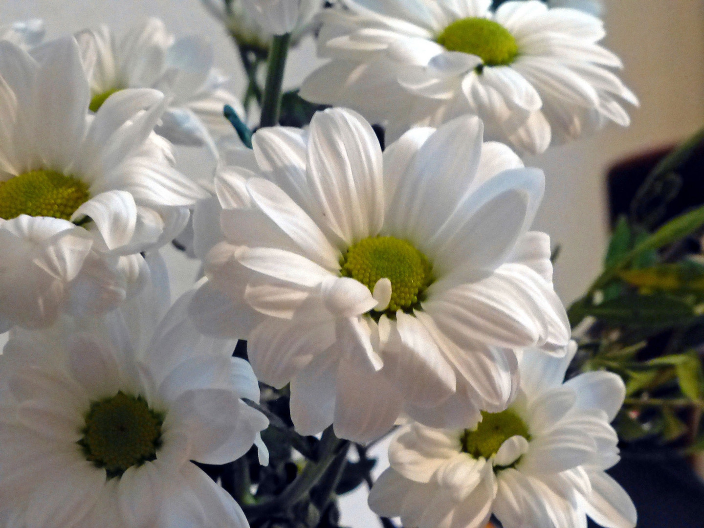 Liebliches weiss - ich mag diese blüten