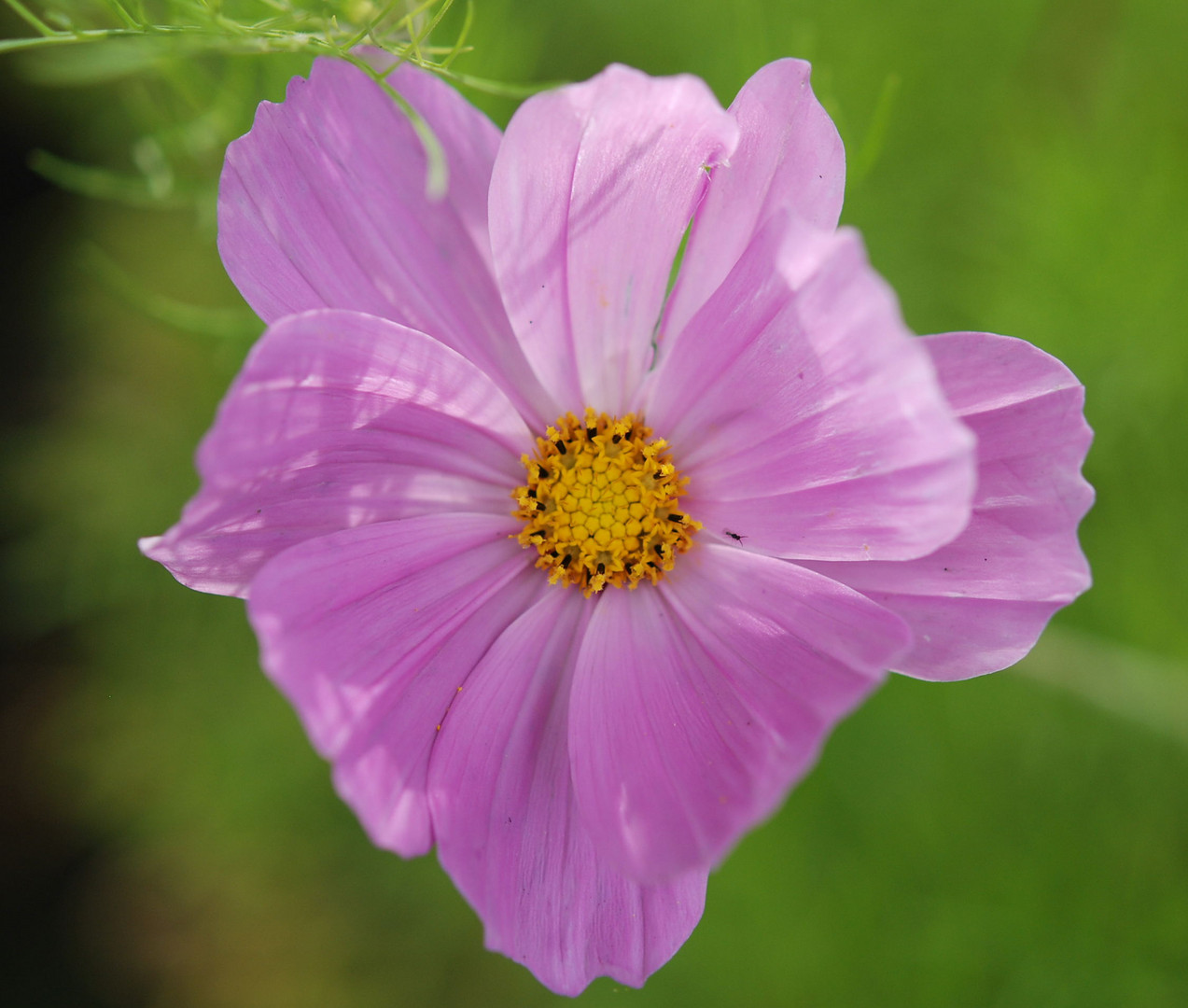 Lieblindsgartenblume Cosmea