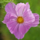 Lieblindsgartenblume Cosmea