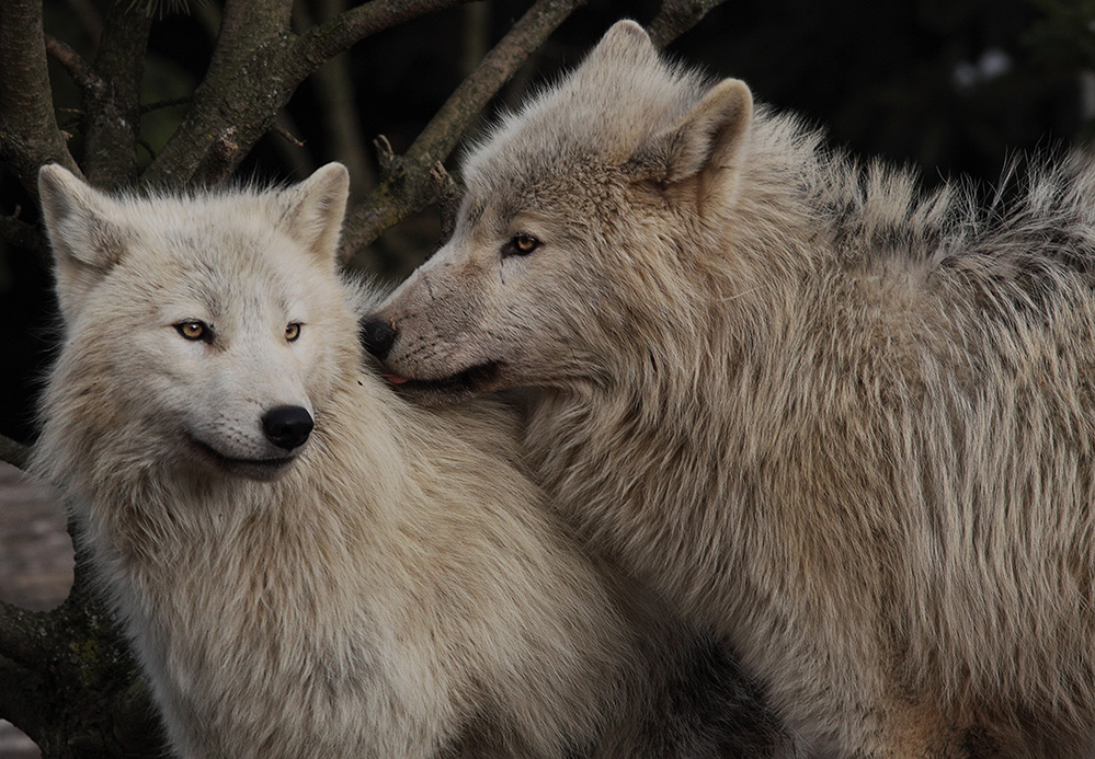 Liebling............................. Foto & Bild tiere, zoo