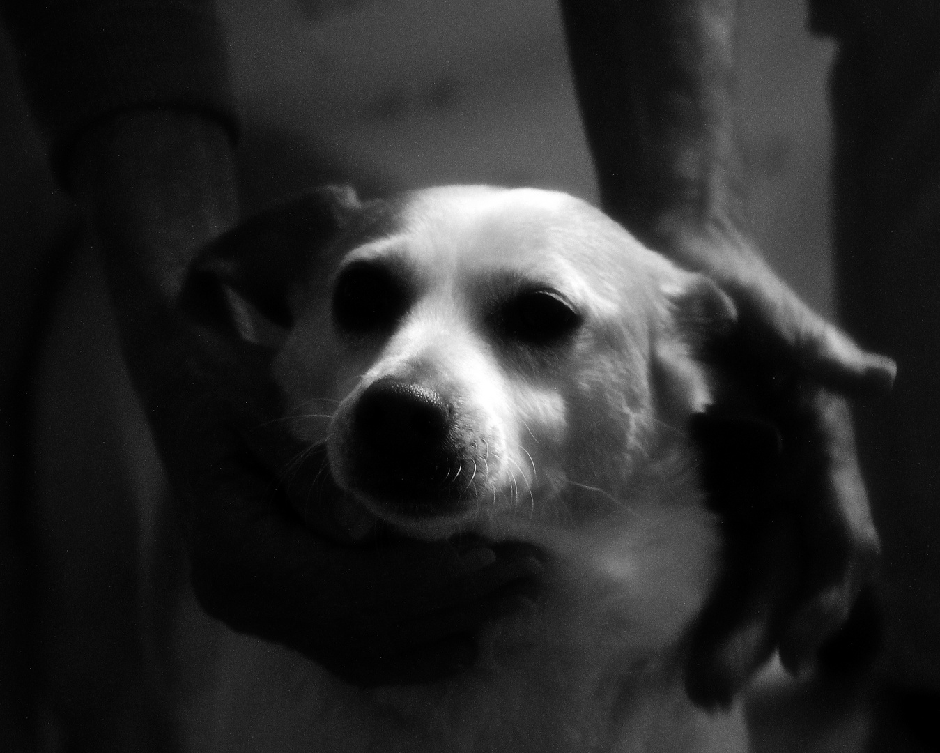 Liebling Foto & Bild hund, liebe, filter Bilder auf