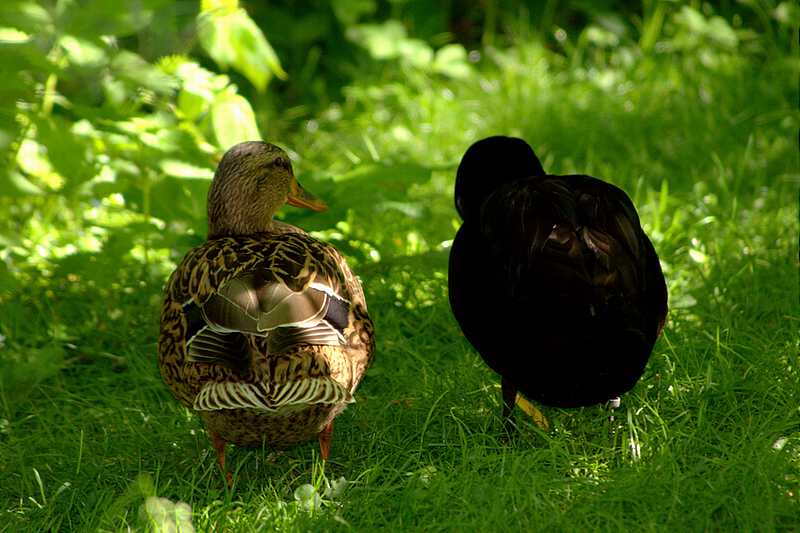 Liebling..... Foto & Bild tiere, zoo, wildpark & falknerei, vögel