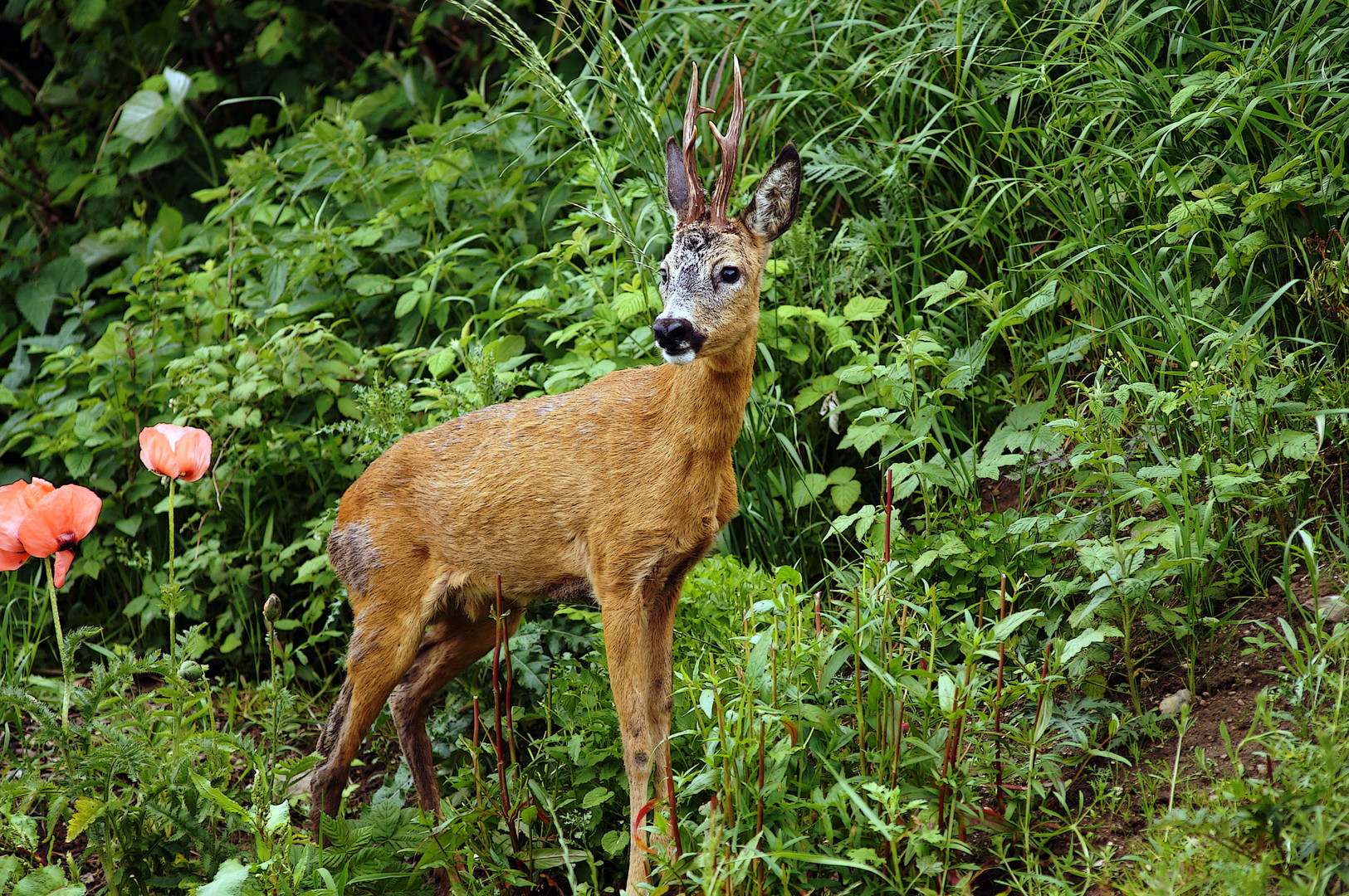 Liebling, da steht ein Reh in unserem Garten... Foto & Bild tiere