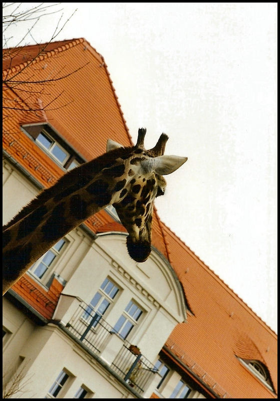 Liebling, da steht eine Giraffe vorm Balkon ...