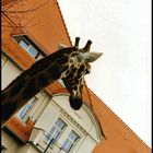 Liebling, da steht eine Giraffe vorm Balkon ...