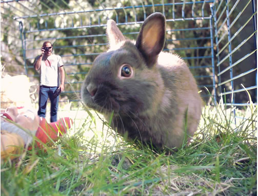 Liebling, ich habe den Osterhasen vergrößert!