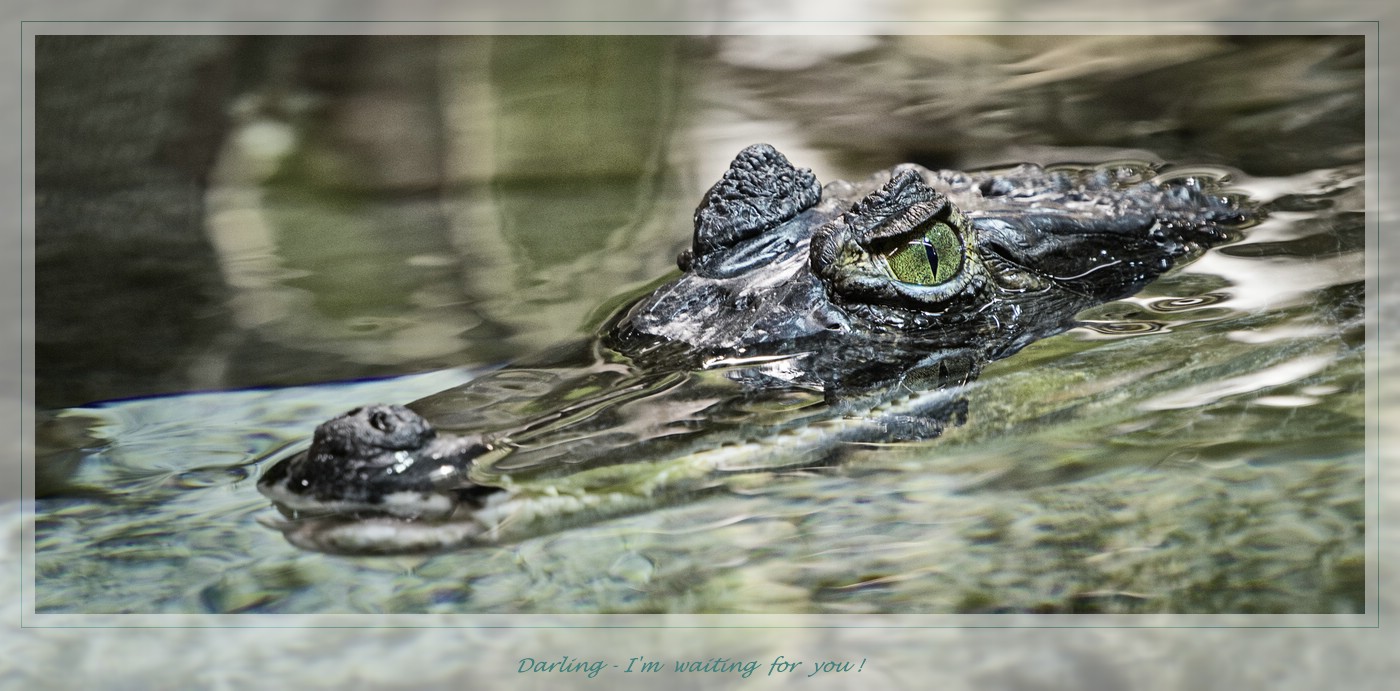 Liebling ... komm doch zu mir ins Wasser ...!