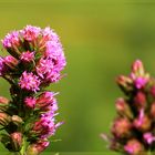 Liebling Liatris