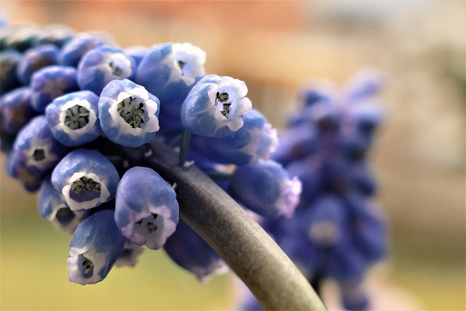 Liebling / Trommelschlegeli / Traubenhyazinthe / Muscari