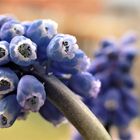 Liebling / Trommelschlegeli / Traubenhyazinthe / Muscari