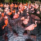 Lieblinge im Tierpark Hagenbeck in Hamburg