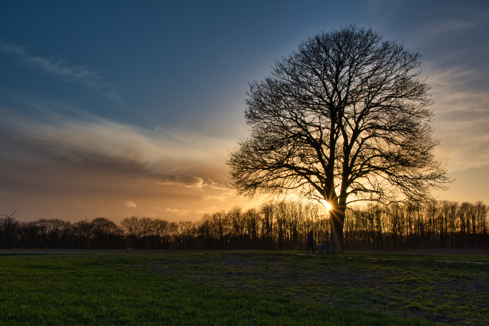 Lieblings-Baum