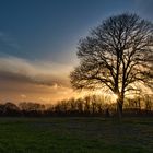 Lieblings-Baum