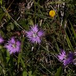 Lieblings-Blüten