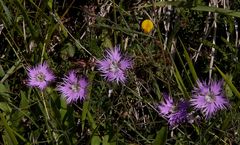 Lieblings-Blüten