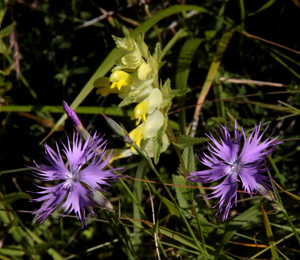 Lieblings-Blumen